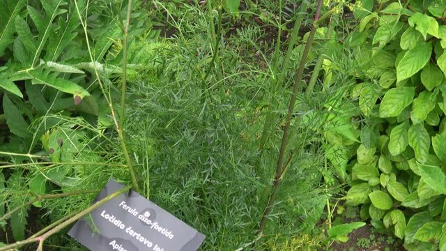 Devil's Dung (Ferula assa-foetida) plant. Using as spice in Asian cuisine and Ayurvedic medicine. Medicinal herb