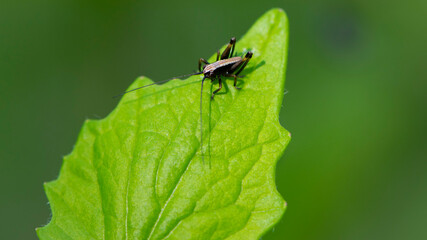 Tettigonioidea. insect sits on a leaf. small grasshopper sits on a twig on a green background. The...