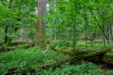 Fototapeta na wymiar Summertime deciduous forest wit dead trees