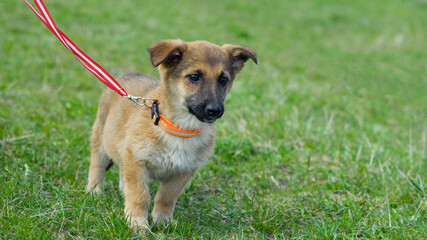 puppy. cute dog on the background of green grass, walks on a leash, outdoors. Portrait of a red puppy close-up. Charming dog posing. the concepts of friendship, veterinary medicine. domestic animal