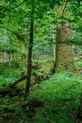 Obraz premium Summertime deciduous forest wit dead trees