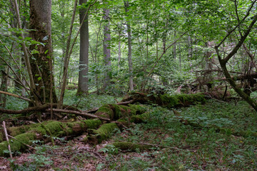 Summertime deciduous forest with dead trees