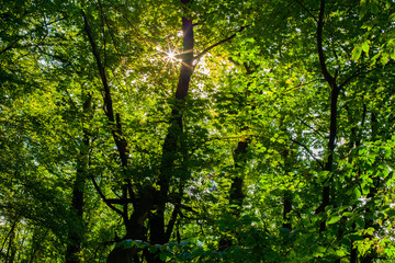 Light through the Foliage