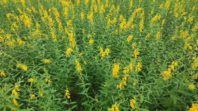4K Video, Yellow flower fields of Sunn hemp or Crotalaria juncea is a tropical Asian plant moving in the wind.