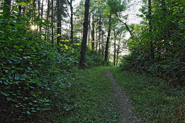 Forestry road in shadow next to green trees in the forest Park at summer day, West Russian natural woodland landscape