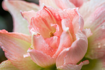 Close-up of a blooming pink Hippeastrum flower