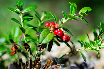 Fototapeta premium Lingonberry berries on a branch in a forest