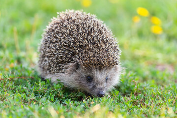 hedgehog on the grass. © alexbush