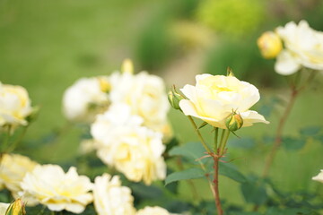 Fototapeta premium flowers in the garden