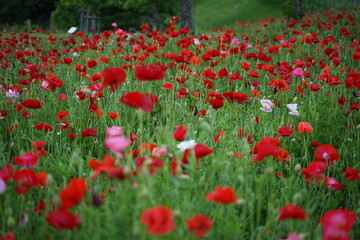 field of poppies