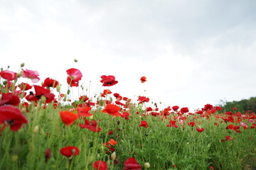 Obraz premium red poppy field