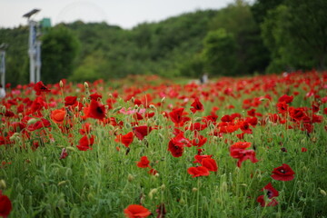 poppies in the field