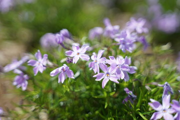 flowers in the garden