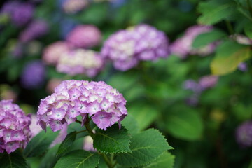 flowers in the garden