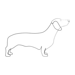Continuous one line drawing with dachshund. Contemporary vector illustration on white background. Black line art on white background.