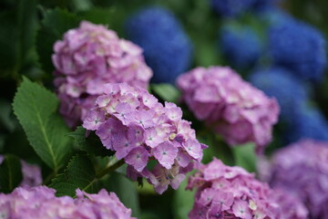 lilac flowers in the garden