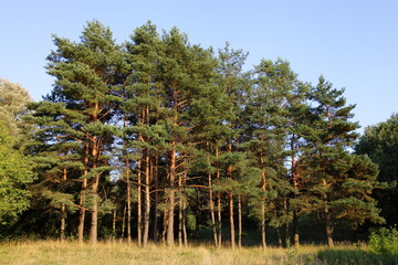 Beautiful evergreen pine trees on East European pine forest edge on clear blue sky background at sunny summer day in yellow Sun light, traditional beautiful woodland landscape