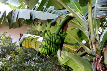 planta fruta banana - musa