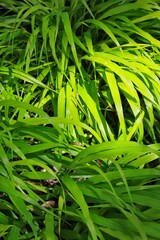 green grass background