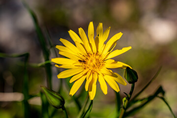Tragopogon pratensis flower in field	