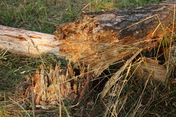Damaged rotten pine tree trunk close up after a hurricane in European Park at summer day