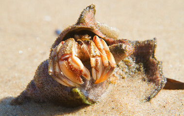 Common marine hermit crab in a shell on the beach