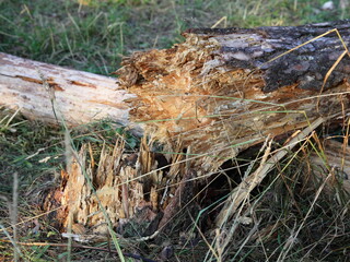 Broken pine tree trunk close up after a hurricane in European forest at autumn day