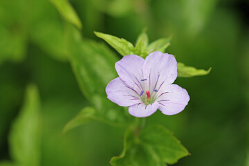 Lilac knotted cranesbill flower close up