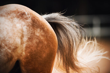 A beautiful fluffy long tail of a light spotted horse that gallops quickly, and the tail waves in the wind. Equestrian sports. Equestrian life. - obrazy, fototapety, plakaty