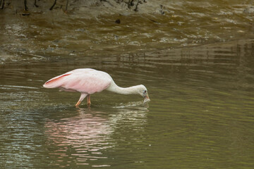 Roseate spoonbill in shallow water searching for food. 