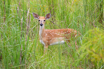 Naklejka na ściany i meble A white-tailed fawn (Odocoileus virginianus) running through grasses with evidence of some type of growth on its ears.
