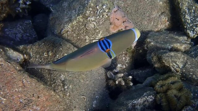 Exotic coral fish with the name Picasso trigger-fish, scientific name is Rhinecanthus assasi , it belongs to the family Balistidae, inhabits coral reefs at the Red Sea