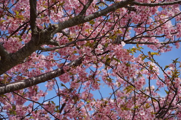 pink cherry blossom