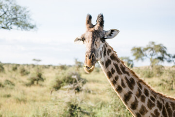 Giraffe in Tansania