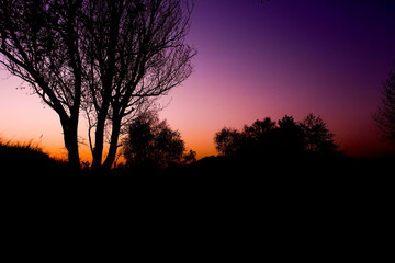 Obraz na płótnie Canvas silhouette of a tree at sunset (edited photo)