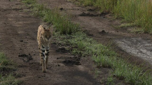 Serval (Leptailurus serval) male looking around and walking on road, towards camera