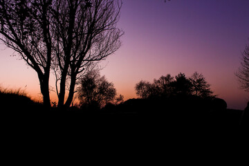 silhouette of a tree at sunset (unedited photo)