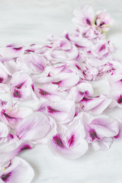 Floral background. petals of delicate flowers of peonies on a gray background. © Ann Stryzhekin