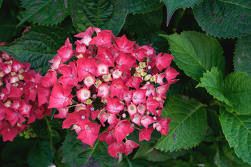 Hydrangea macrophylla deep pink flowers