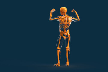 Rear view of human skeleton. 3D illustration