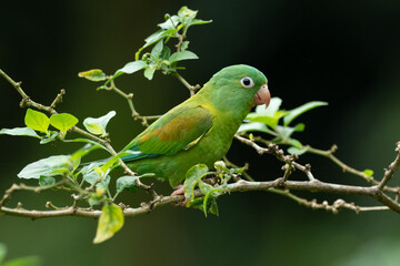 The orange-chinned parakeet (Brotogeris jugularis), also known as the Tovi parakeet, is a small mainly green parrot of the genus Brotogeris. It is found in Central America.