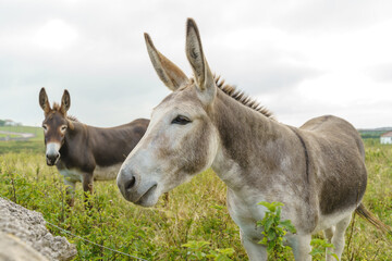 Couple of donkeys on countryside. Horizontal view of animals eating grazing in the meadow.