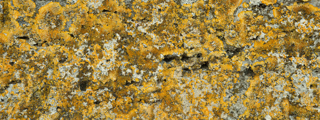 Texture of yellow-gold lichen. Nature texture of yellow  lichen on stone.  Web banner of yellow-gold lichen