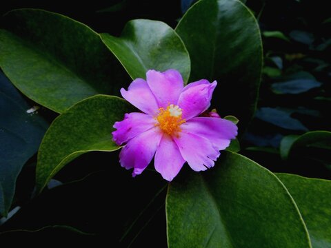 planta flor ora pro nobis – pereskia grandifolia Stock Photo | Adobe Stock