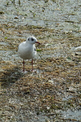 Ravvicinato di un uccello 