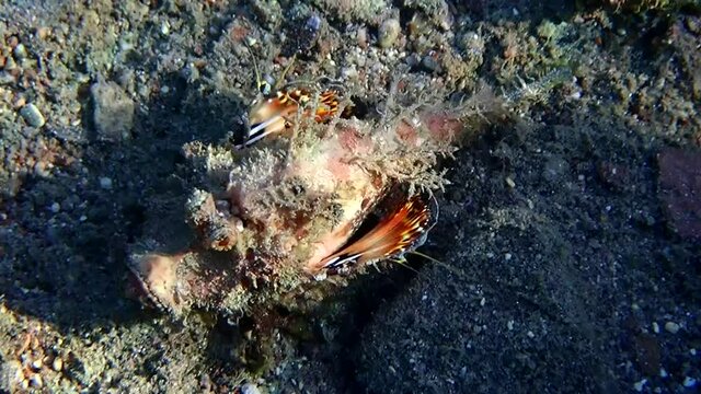 Devil scorpionfish (Scorpaenopsis diabolus) inhabits coral reefs of the Red Sea, it has very venomous fins, when cornered can attack