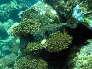 coral reef with porcupine fish