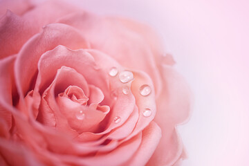 A very close-up of a pink rose on an abstract background, with water droplets on the petals. Cosmetology, spa, rose oil. Macro photography - Powered by Adobe