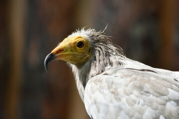 bird of prey vulture scavenger close up on brown background