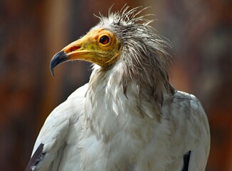 bird of prey vulture scavenger close up on brown background